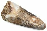 Fossil Spinosaurus Tooth - Real Dinosaur Tooth #376577-1
